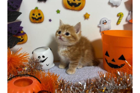 成約済の大阪府のマンチカン(短足)-68380の1枚目